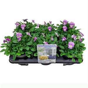 Afbeelding van Viola P12 New Lavender Pink